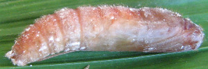 Pupae